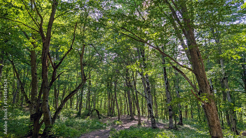 Poster sunlight filtering through dense forest canopy, casting soft shadows on verdant ground carpeted with