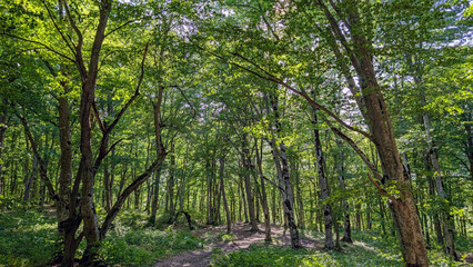 Sunlight filtering through dense forest canopy, casting soft shadows on verdant ground carpeted with moss, ferns, and lush undergrowth, revealing woodland serenity