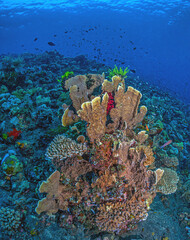Coral reef South Pacific, Bali