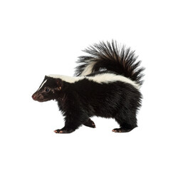 Obraz premium Black and white Pomeranian dog, isolated on white, with fur and a vertebrate body, sitting in a studio shot