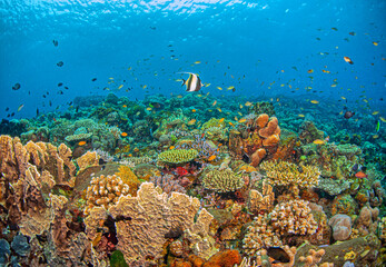 Coral reef South Pacific, Bali