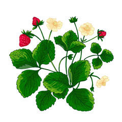 Strawberry berries vector color line. Summer flowers and berries. Harvest, farm products.