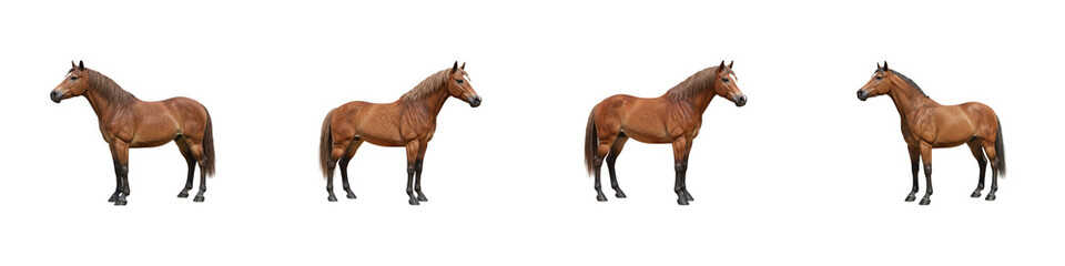 Obraz premium Horse Gallop Stance: Four brown horses in side view, showcasing posture, silhouette, isolated on a background
