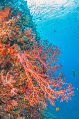 Coral reef South Pacific, Bali
