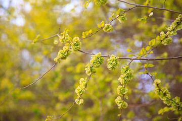 A branch of the elm tree. Dutch elm. Golden elm, in spring