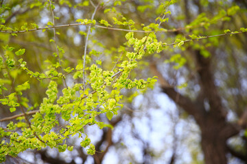 A branch of the elm tree. Dutch elm. Golden elm, in spring