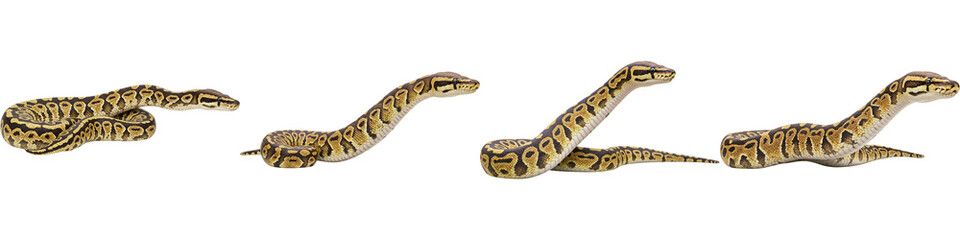 Obraz premium Serpentine Grace: A sequence captures the fluid motion of a snake, its patterned scales glinting in the light as it navigates its environment.