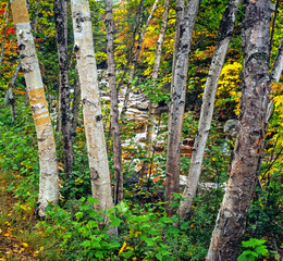 Autumn on the swift river