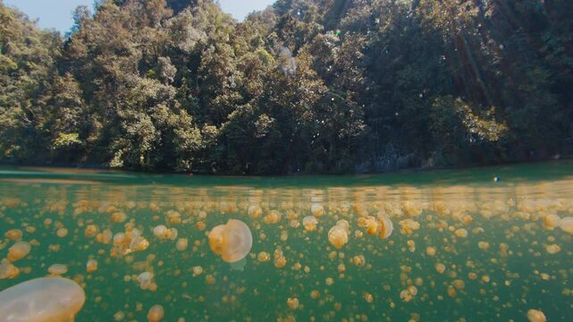 Lake with lots of jellyfish, splitted view of the lake with jellyfish