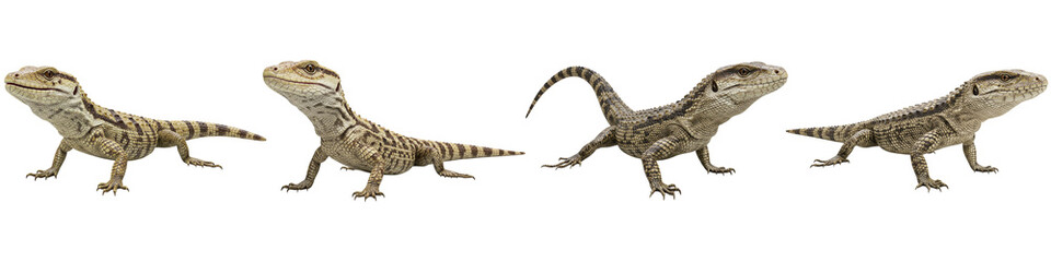 Lizard in Action: A captivating sequence showcases a lizard in motion, its detailed skin texture and agile posture on full display, revealing its graceful charm and vibrant personality.