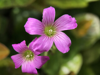 神田川4月：ムラサキカタバミの花 2025/4/28