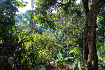 Dense tropical jungle on Seychelles with wild greenery, palms, thick foliage