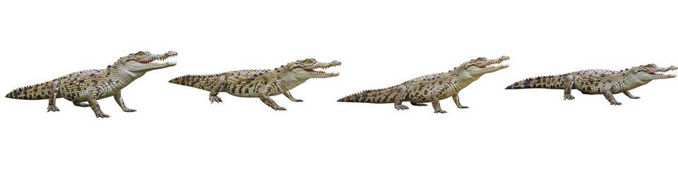 Obraz premium Ancient Crocodile: A series of meticulously illustrated ancient crocodile showcasing the reptilian evolution. Capturing the essence of prehistoric marvel and its movement across time. 