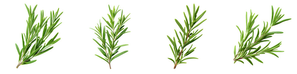Fototapeta premium Fragrant rosemary plant sprigs with green leaves