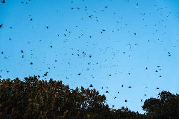 Flocks of starlings wintering in Sicily circle above the trees