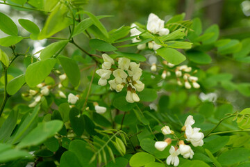 White Acacia Flowers, Blooming Robinia Pseudoacacia, False Acacia or Black Locust
