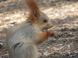 squirrel eating nut