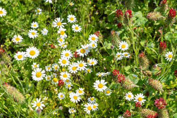 Wild flowers field. Wild flowers on spring meadow with blue flax, crimson clover, red poppy