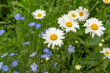 Chamomile flower field. White daisies on spring meadow, wild camomiles in english garden