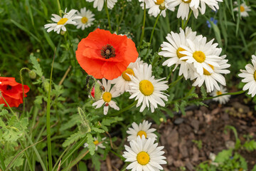 Chamomile flower field. White daisies on spring meadow, wild camomiles in english garden