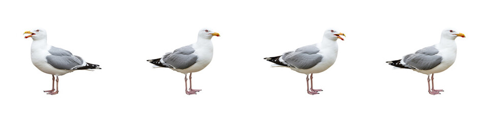 Obraz premium Coastal Serenade: A quartet of seagulls standing in profile, their silvery plumage and distinct features captured in vivid detail, ready for a seaside adventure.