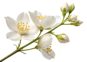 White blooming flowers isolated on a white background with natural petals and spring blossoms.