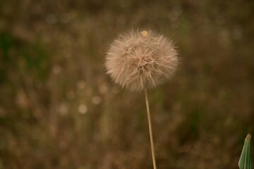a huge dandelion in the field. A fluffy and transparent flower on a brown field. Photo 1