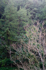 Intricate Patterns of Bare Tree Branches
