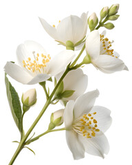 Obraz premium Elegant White Jasmine Flowers and Buds on Stem.
