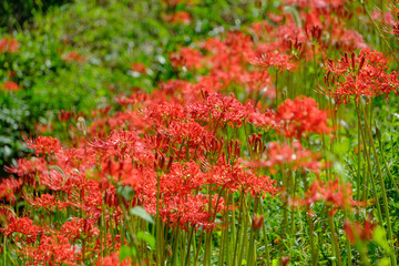 鮮やかに咲き誇る彼岸花の群生