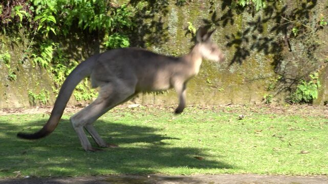 The eastern grey kangaroo (Macropus giganteus) jumping and running