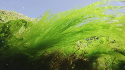Close-up of long threads of green algae Cladophora and Sea Lettuce seaweed, Ulva lactuca developing in the water current on blue sky and coastal rocks background, slow motion, bottom view