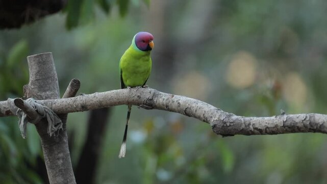 Plum Headed Parakeets on a branch 