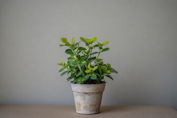 plant in a pot
