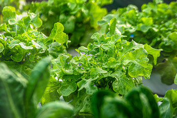 Organic green and red oak lettuce vegetable plant