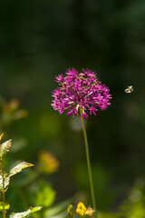 Jeden kwiat czosnek ozdobny na zielonym rozmytym tle przelatująca pszczoła.