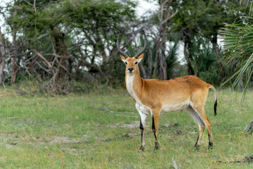 Lechwe, red lechwe, or southern lechwe (Kobus leche) in the Okavanga floodplains in Mahango...