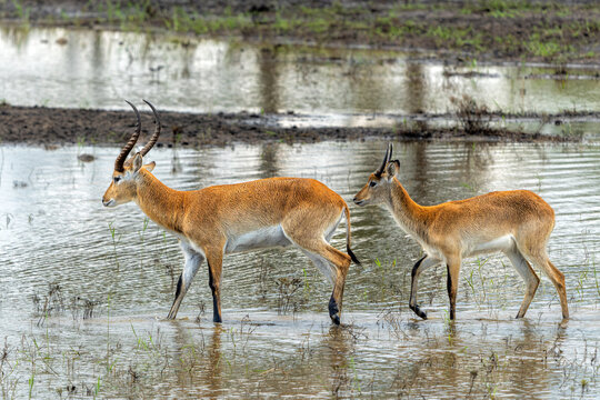 Lechwe, red lechwe, or southern lechwe (Kobus leche) in the Okavanga floodplains in Mahango National Park in the Carivistrip of Namibia