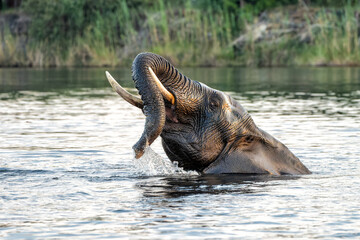 Close encounter with bull elephant from a boat. African elephant bulltaking a bath in the Chobe River between Botswana and Namibia in the green season.