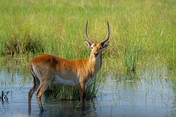 Lechwe, red lechwe, or southern lechwe (Kobus leche) in the Okavanga floodplains in Mahango National Park in the Carivistrip of Namibia
