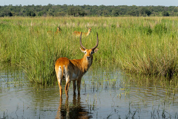 Lechwe, red lechwe, or southern lechwe (Kobus leche) in the Okavanga floodplains in Mahango National Park in the Carivistrip of Namibia