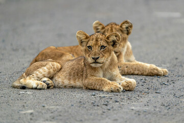 Lion cub waiting for the hunting females on the Swni gravel road in Kruger National Park in South...