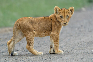Lion cub waiting for the hunting females on the Swni gravel road in Kruger National Park in South...