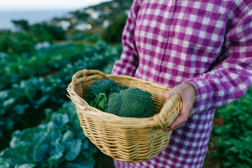 A person in a pink checkered outfit holds a wicker basket filled with freshly harvested broccoli. Lush green vegetable rows stretch into the background.