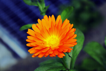 Ringelblume, Heilpflanze, Blüte, Blumen