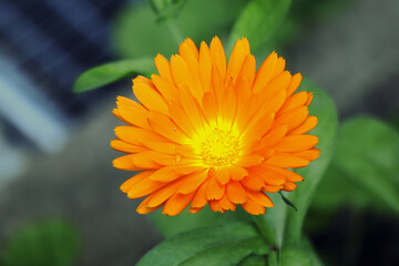 Ringelblume, Heilpflanze, Blüte, Blumen