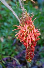 A drooping colorful aloe flower isolated against an out of focus green background