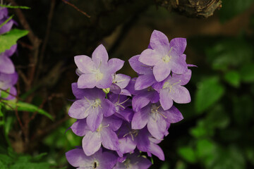 Blumen, Blüten, Glockenblume, lila, Sommer