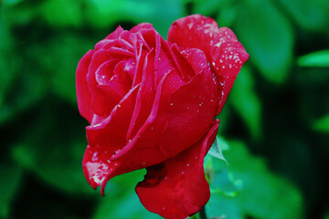 Rosenblüte, Rose, Rosenstock, rote Rose, Blüten., Blumen