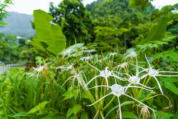 White Gimenokallis With Green Leaves